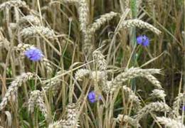 platteland, korenbloemen en graangewassen